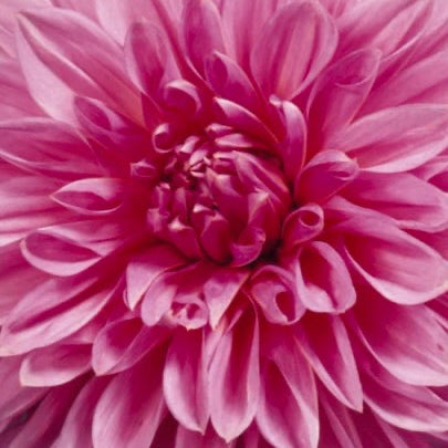 Close-up of a pink flower with detailed petals.