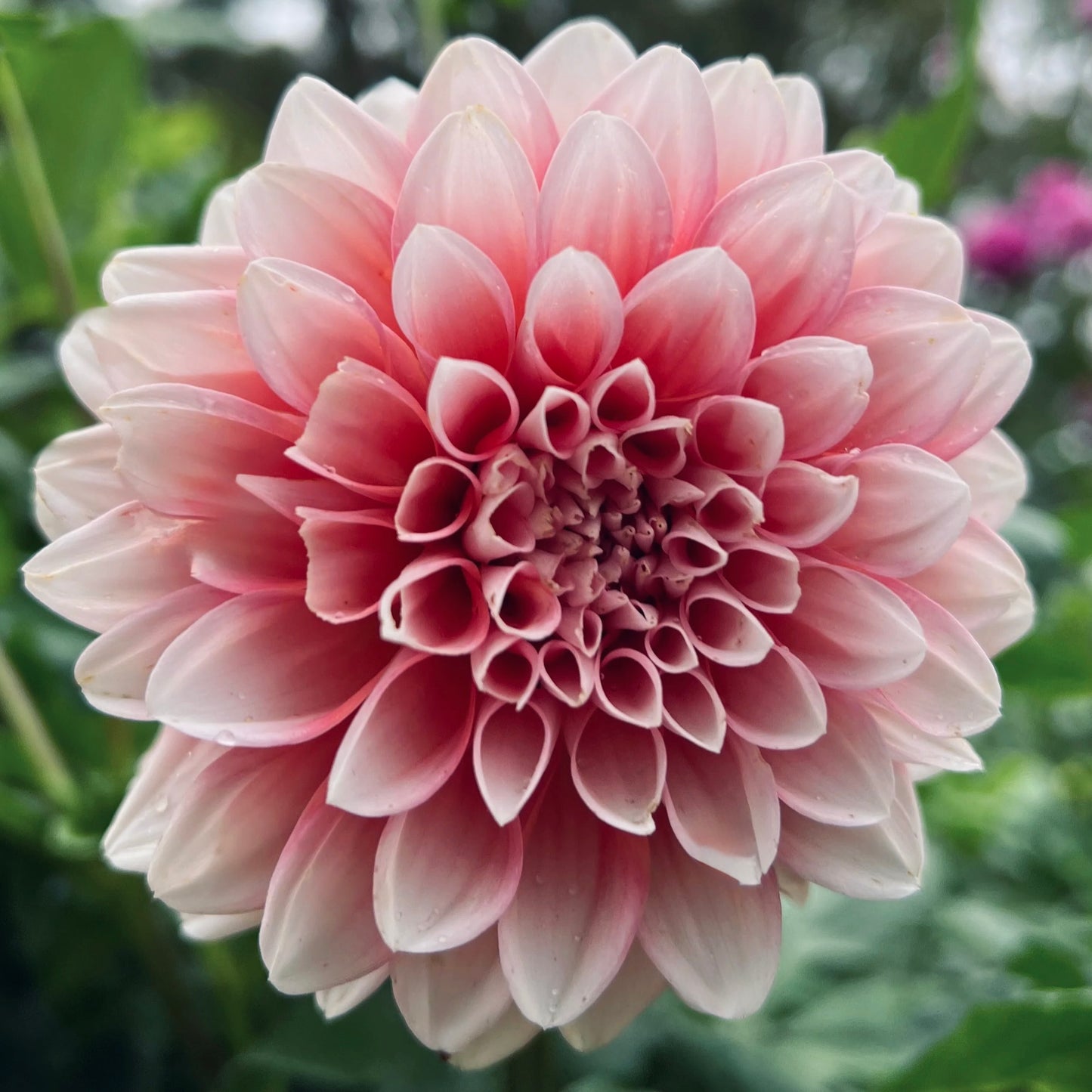 Close-up of a pink dahlia flower with a blurred green background