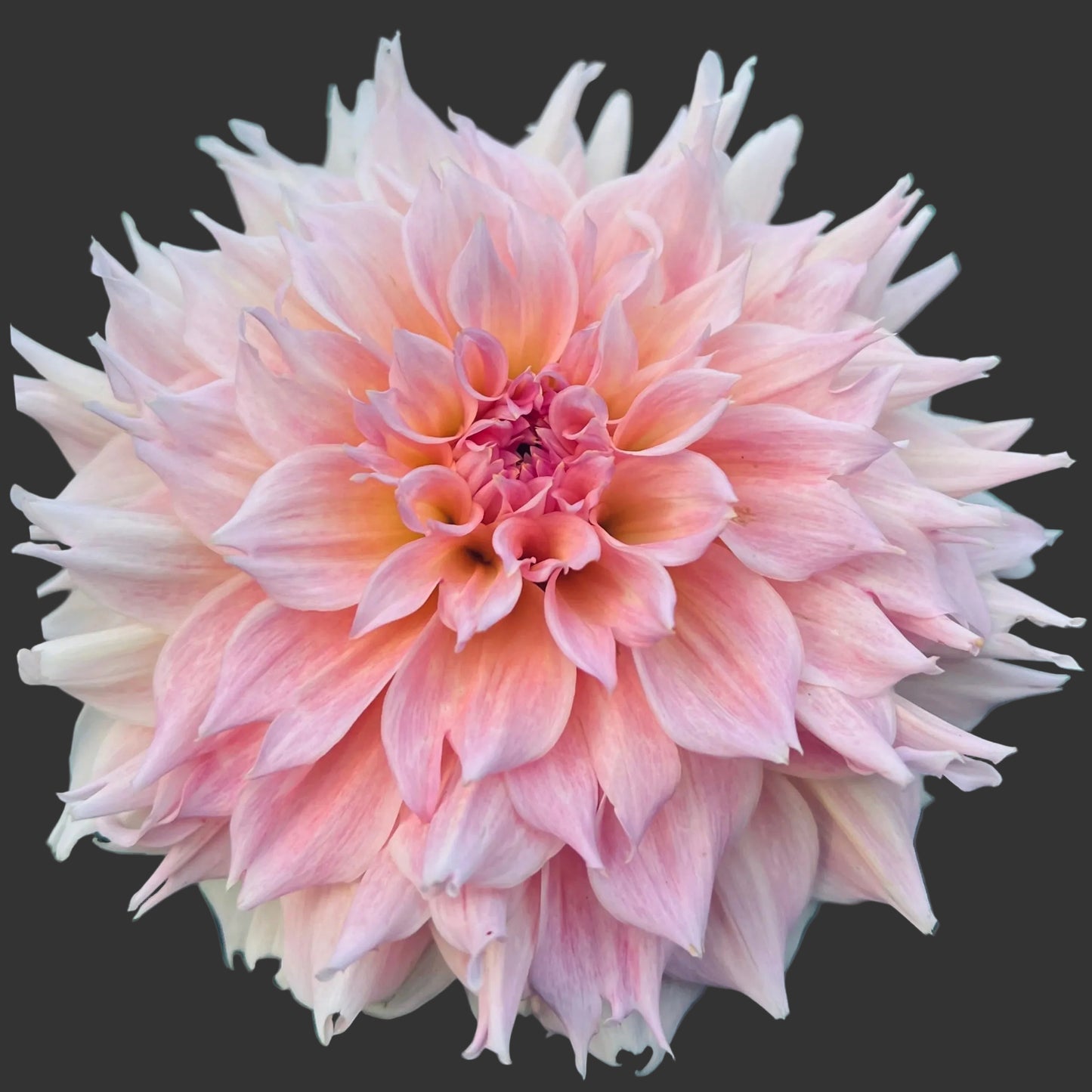 Close-up of a pink dahlia flower with green leaves in the background