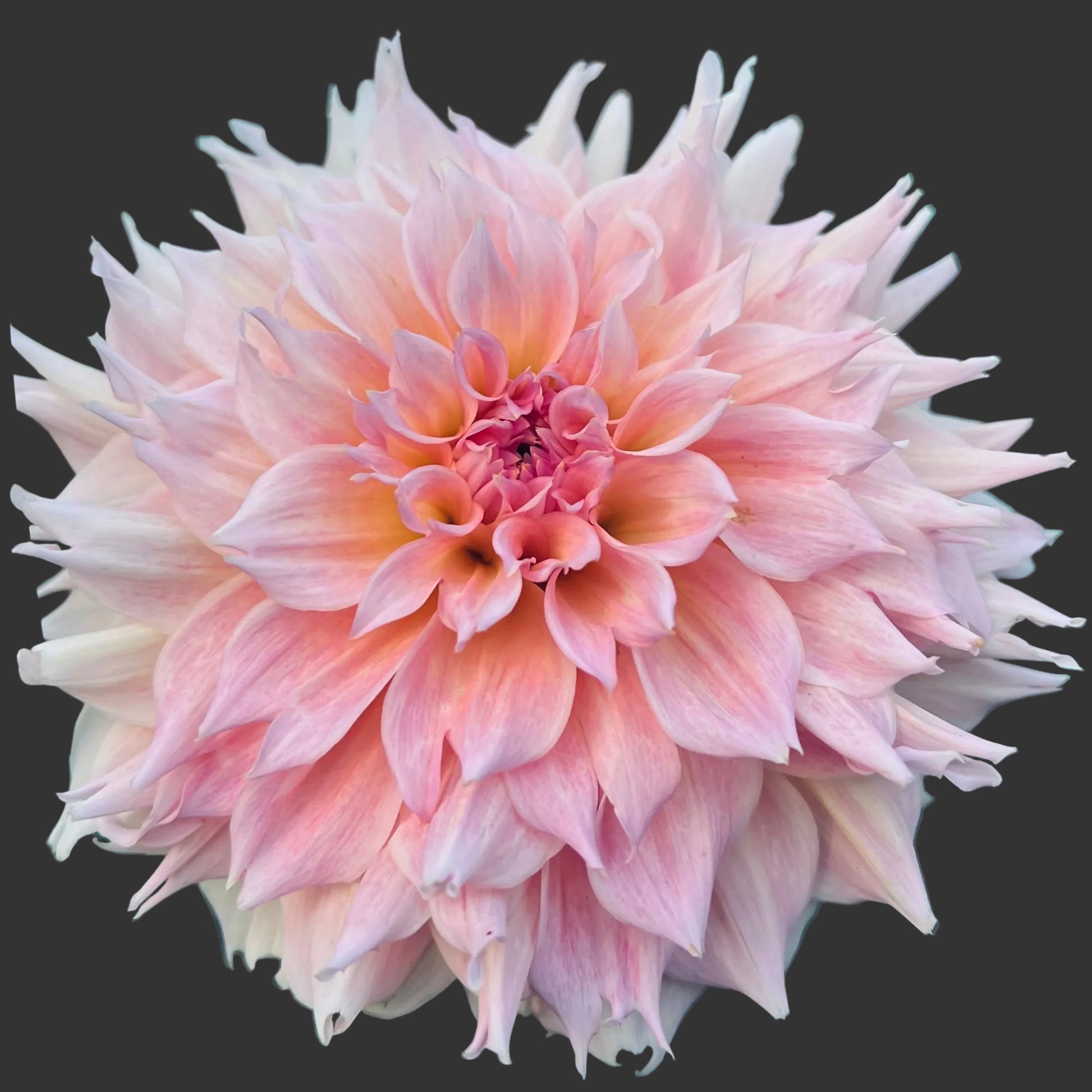 Close-up of a pink dahlia flower with green leaves in the background