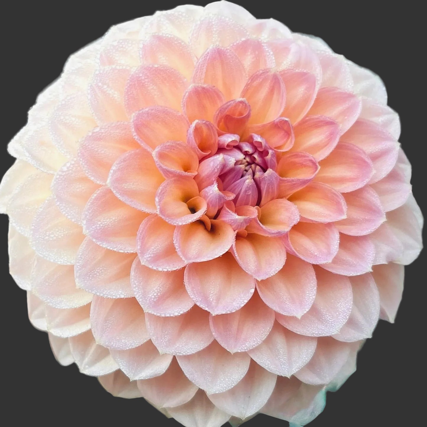 Close-up of a pink dahlia flower with a soft focus background