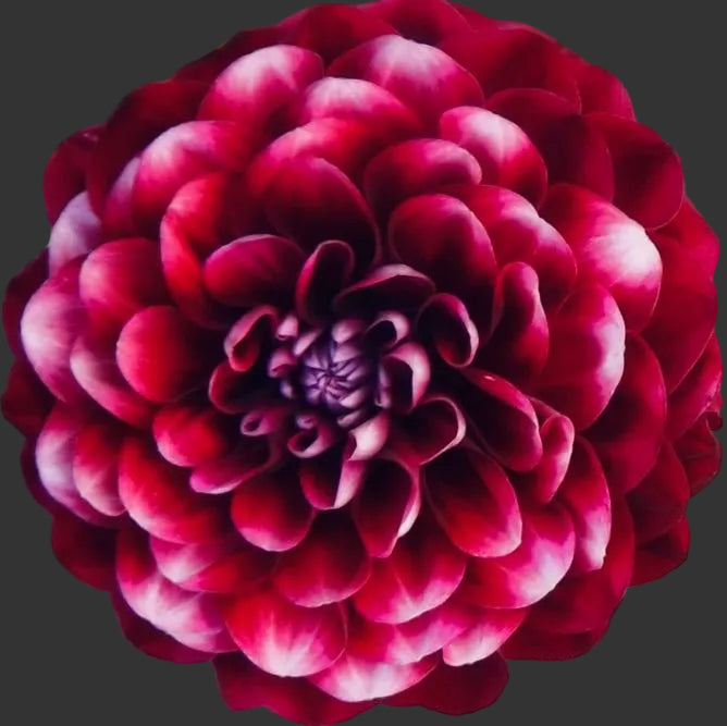 Close-up of a red and pink flower on a textured surface