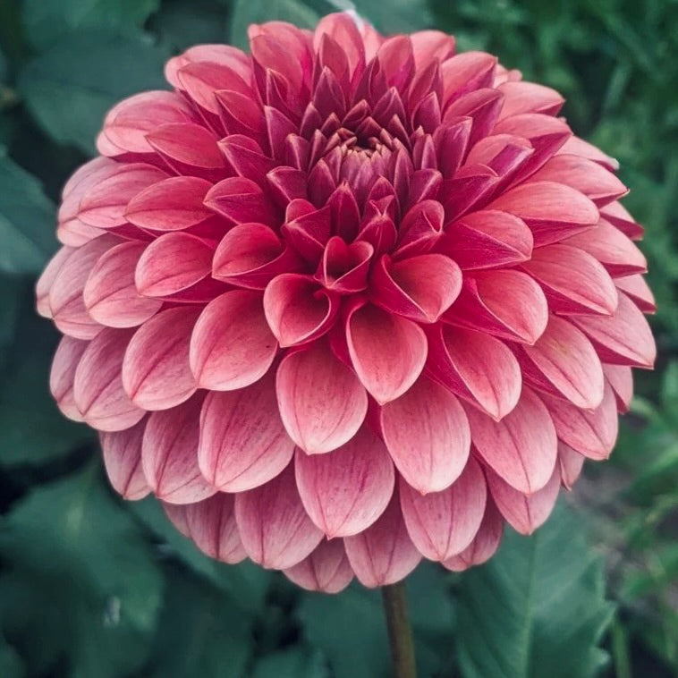 Close-up of a pink flower with a blurred green background