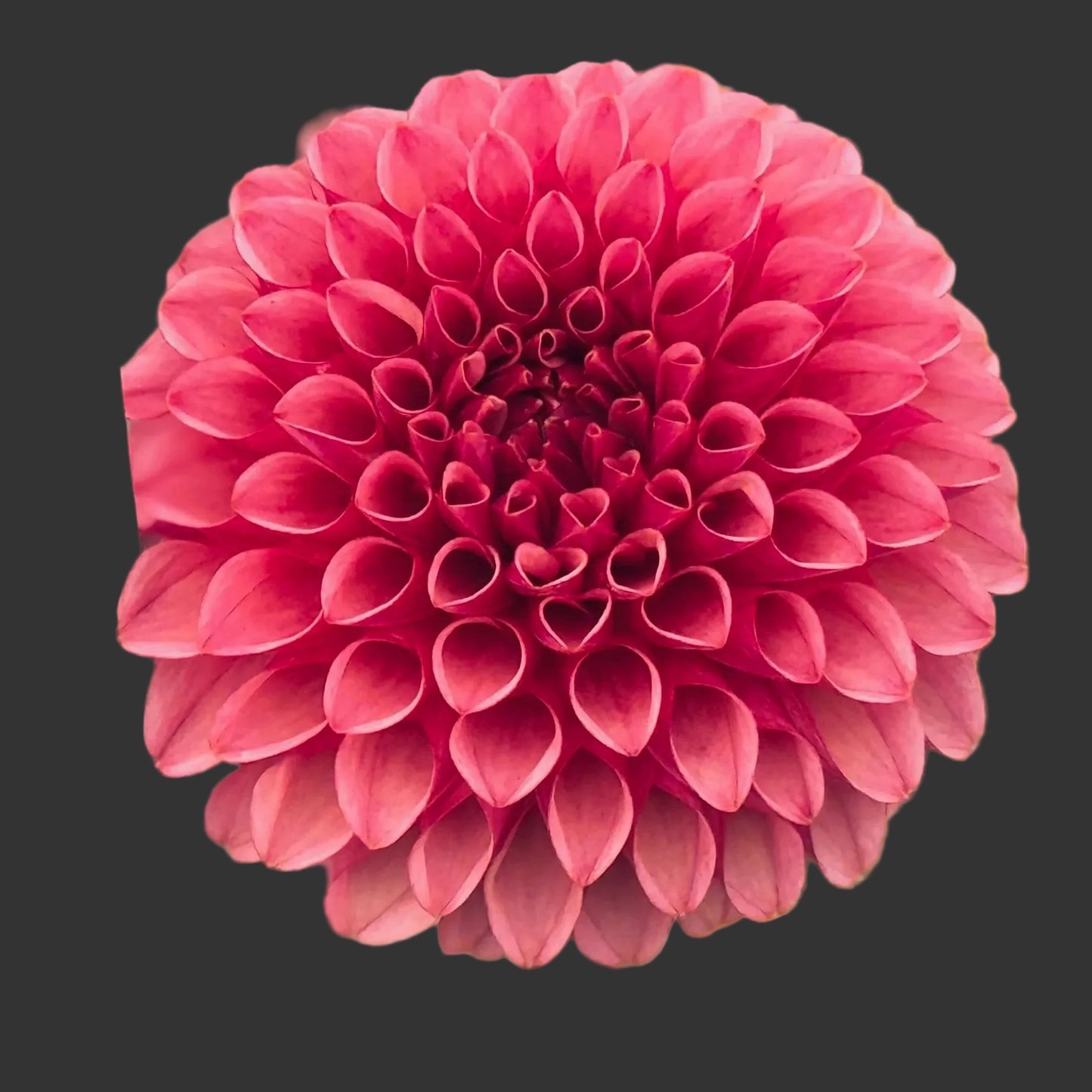 Close-up of a pink flower with a blurred green background