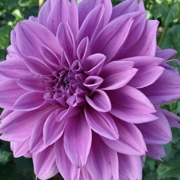 Close-up of a purple dahlia flower with green leaves in the background