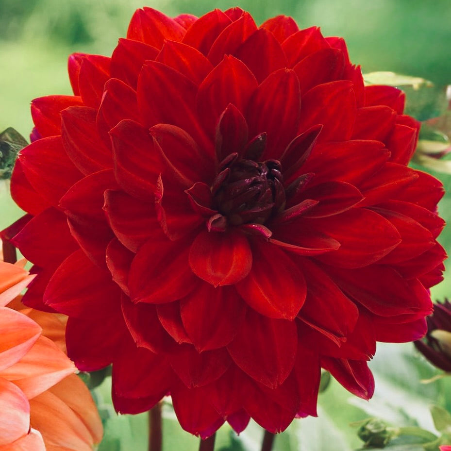 Close-up of a vibrant red flower with a blurred green background