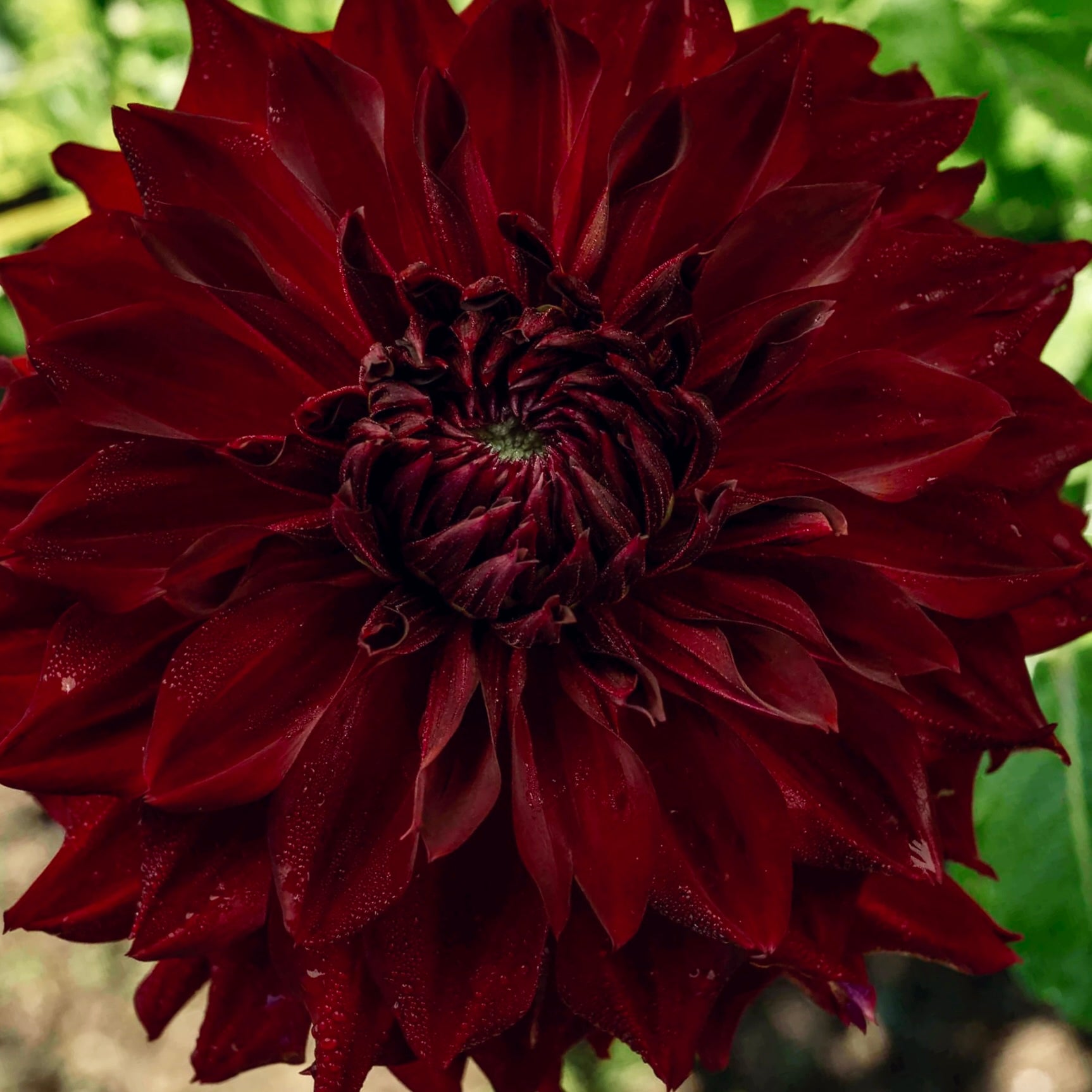 Close-up of a dark red flower with a blurred green background