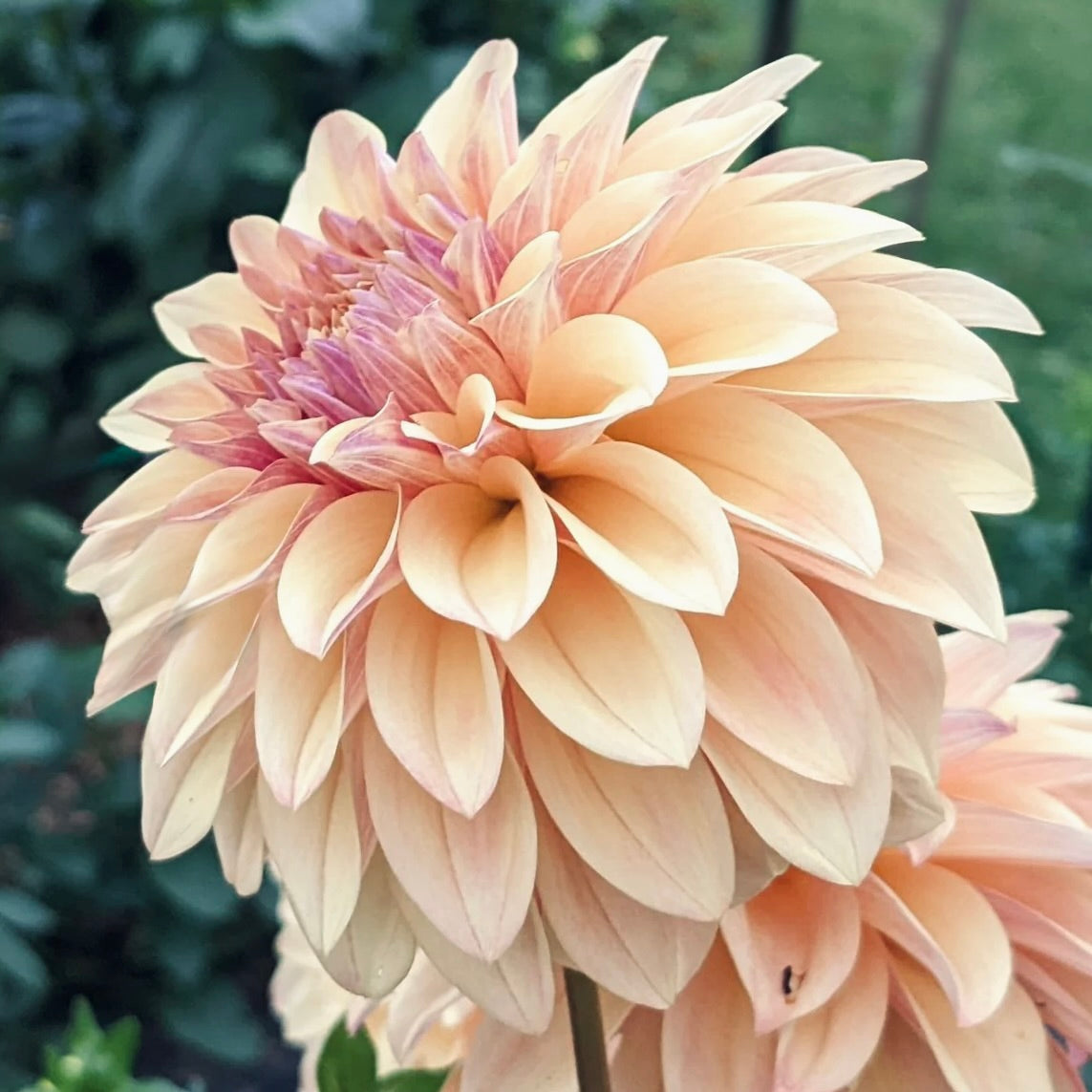 Close-up of a light pink dahlia flower with a blurred green background