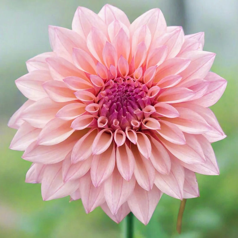 Close-up of a pink flower with a blurred green background