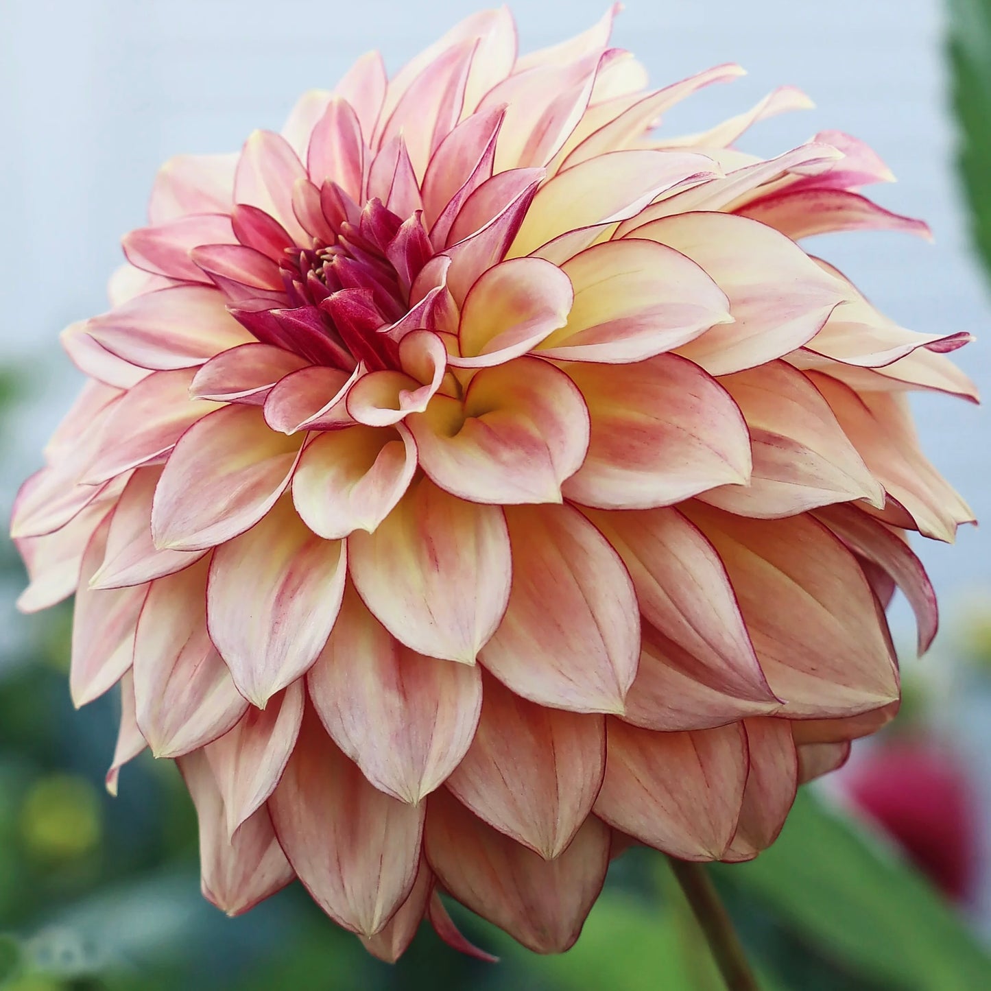 Close-up of a large pink flower with a blurred green background