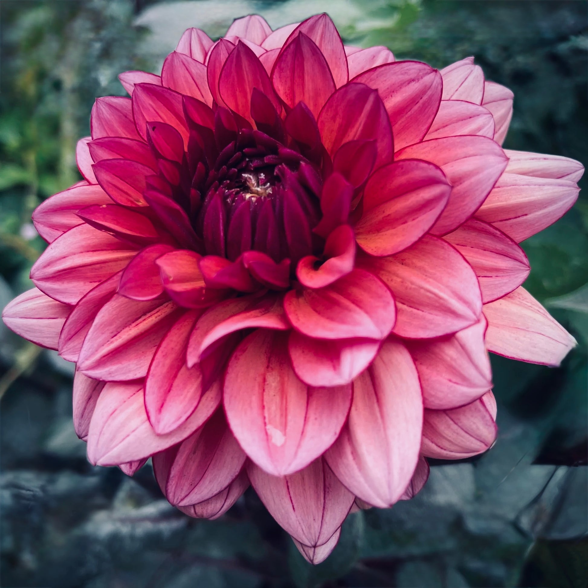 Close-up of a pink flower with a blurred green background