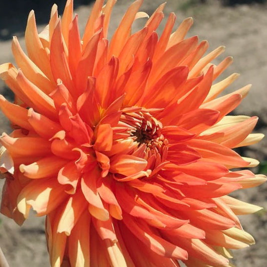 Close-up of a large orange flower with a blurred background