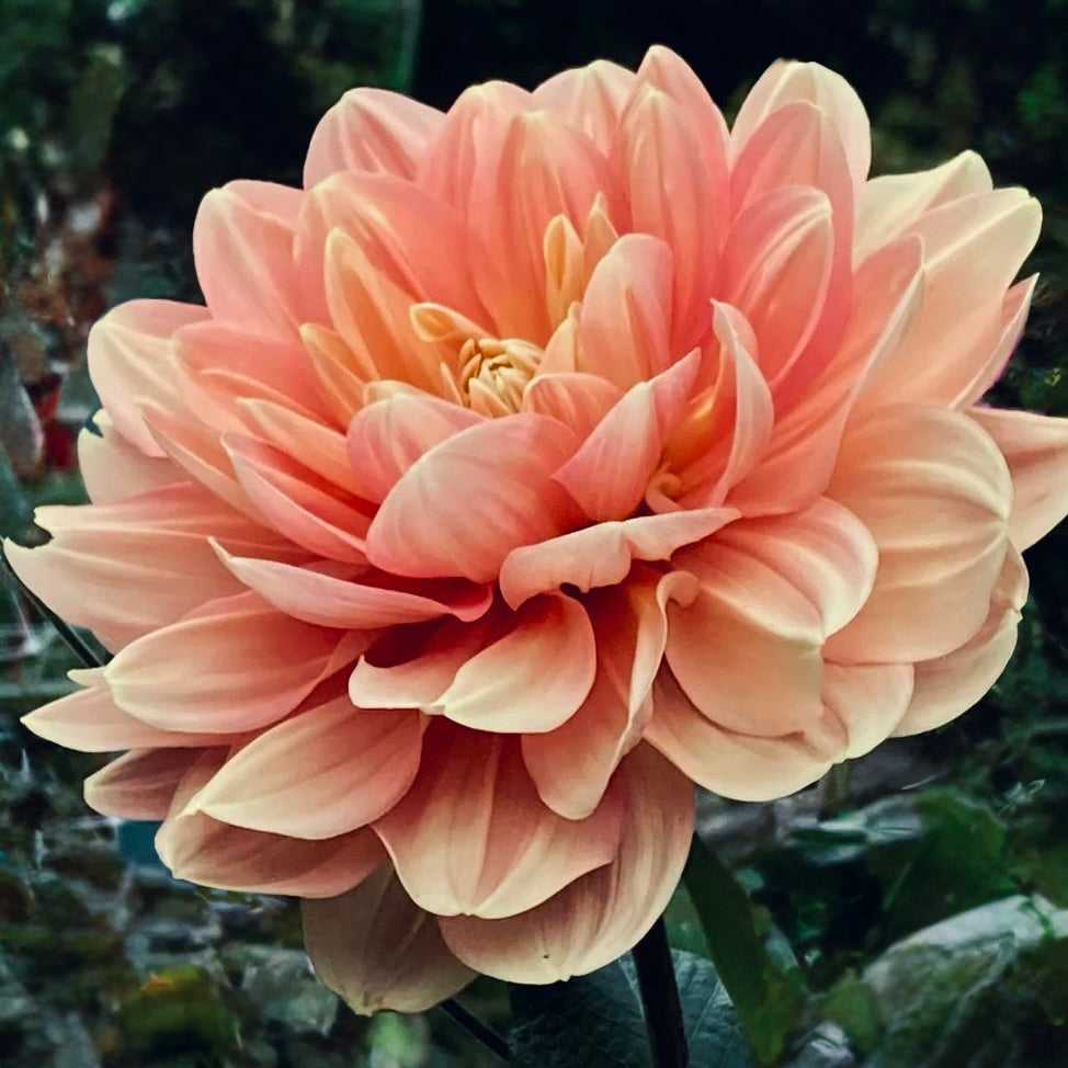 Close-up of a pink dahlia flower with a blurred green background