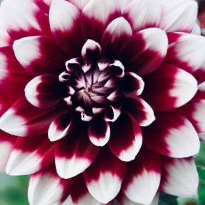 Close-up of a red and white dahlia flower