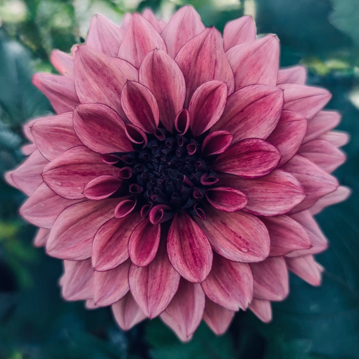 Close-up of a pink flower with a blurred green background