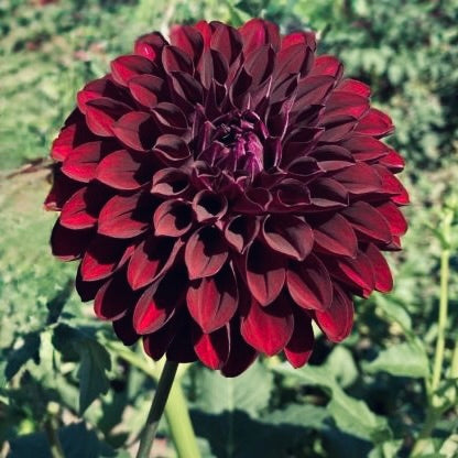 Dark Dahlia