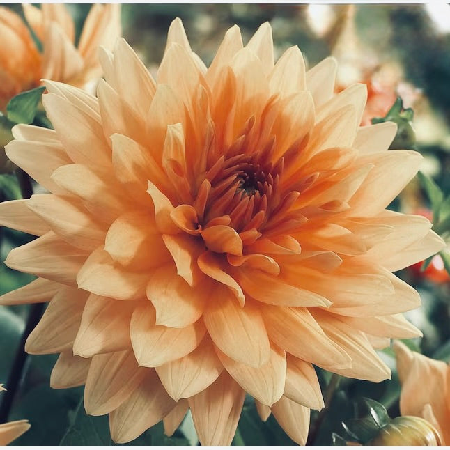 Close-up of a large peach-colored flower with a blurred green background