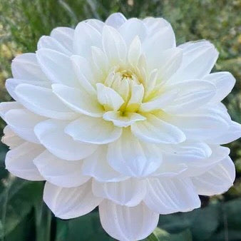 White flower with a blurred green background