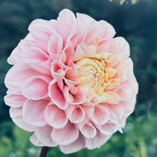 Close-up of a pink and yellow flower with a blurred green background