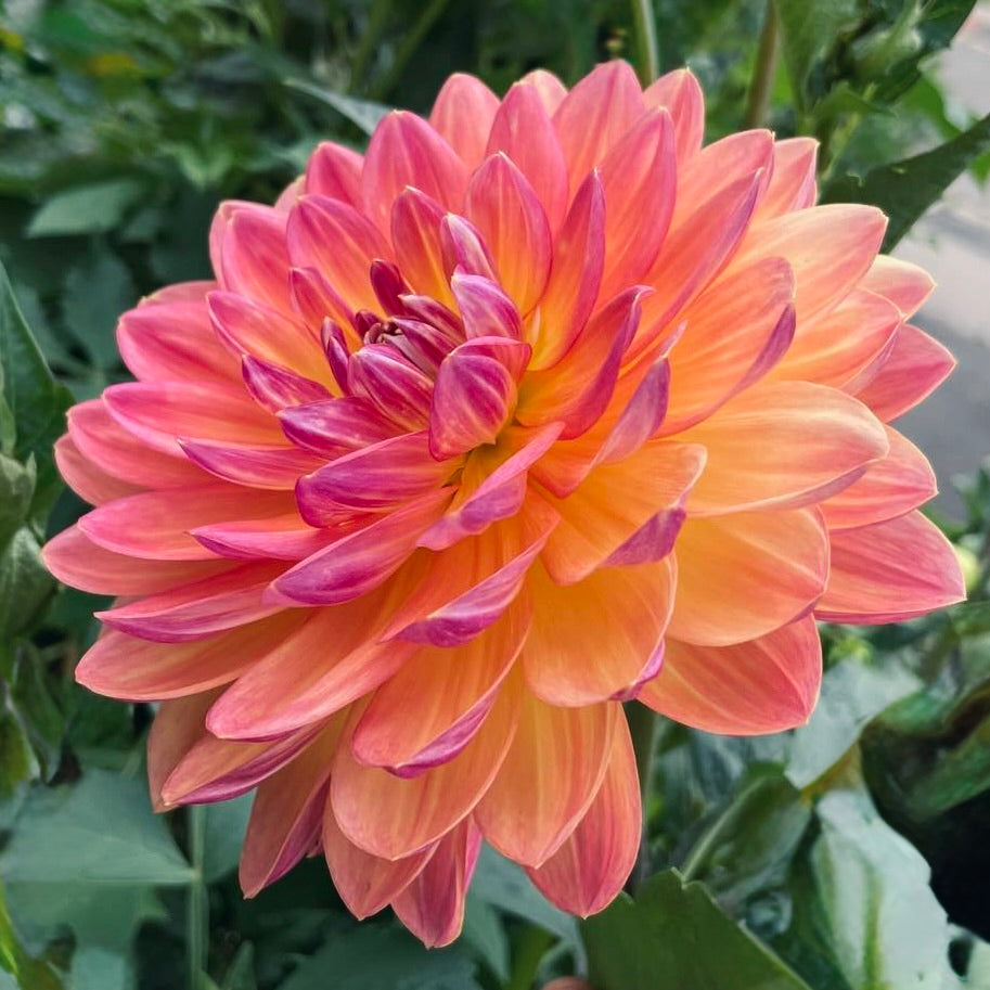 Close-up of a pink and orange dahlia flower with green leaves in the background