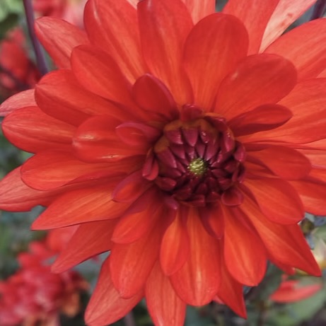 Close-up of a bright red flower with a blurred background