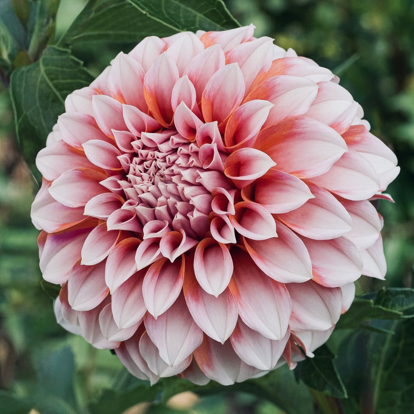 Close-up of a pink dahlia flower with green leaves in the background