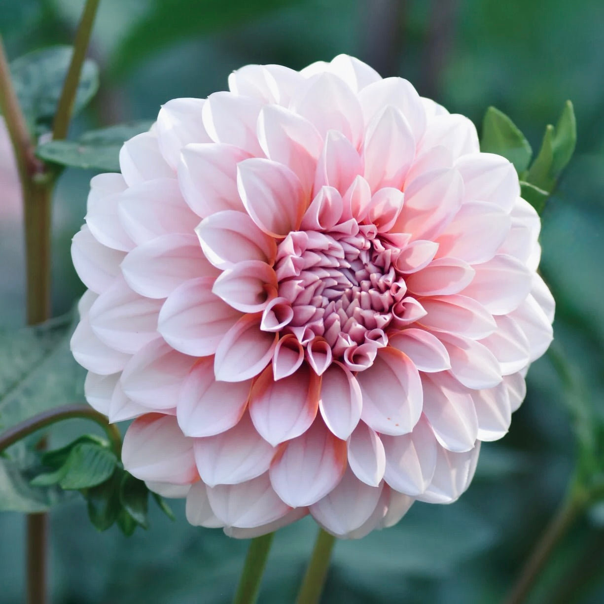 Close-up of a pink dahlia flower with green leaves.