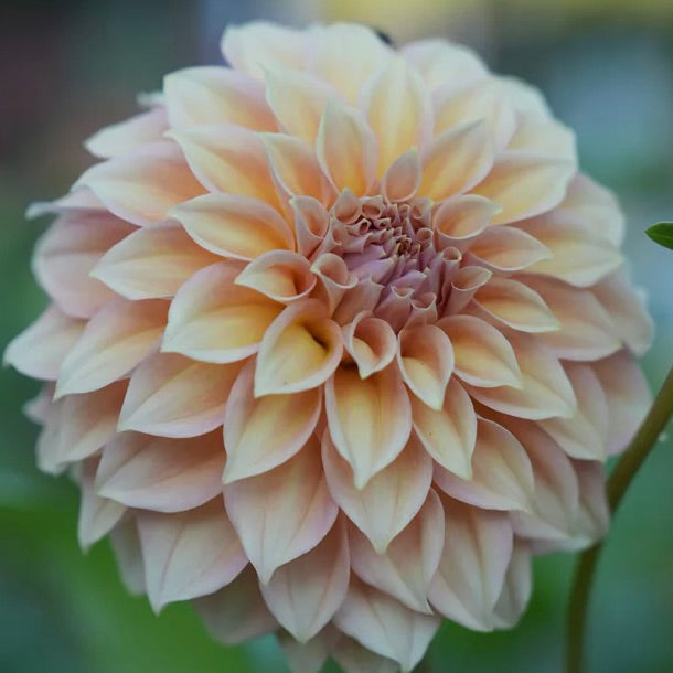 Close-up of a light pink dahlia flower with a blurred green background