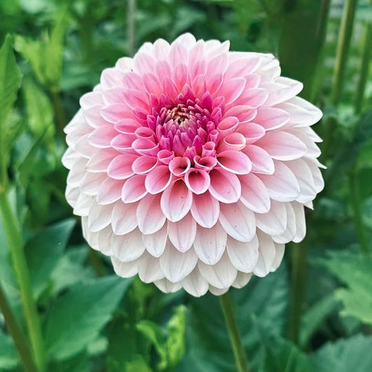 Pink and white flower with green leaves in the background