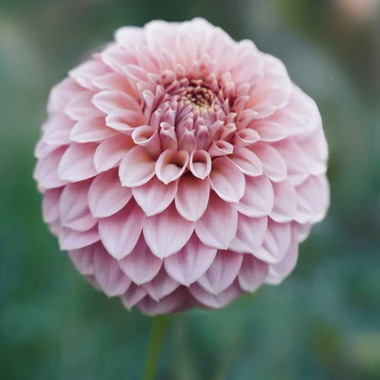 Close-up of a pink flower with a blurred green background