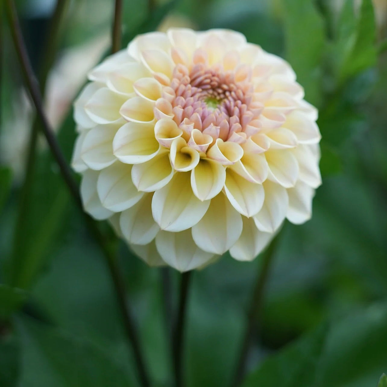 Close-up of a light yellow flower with a green blurred background