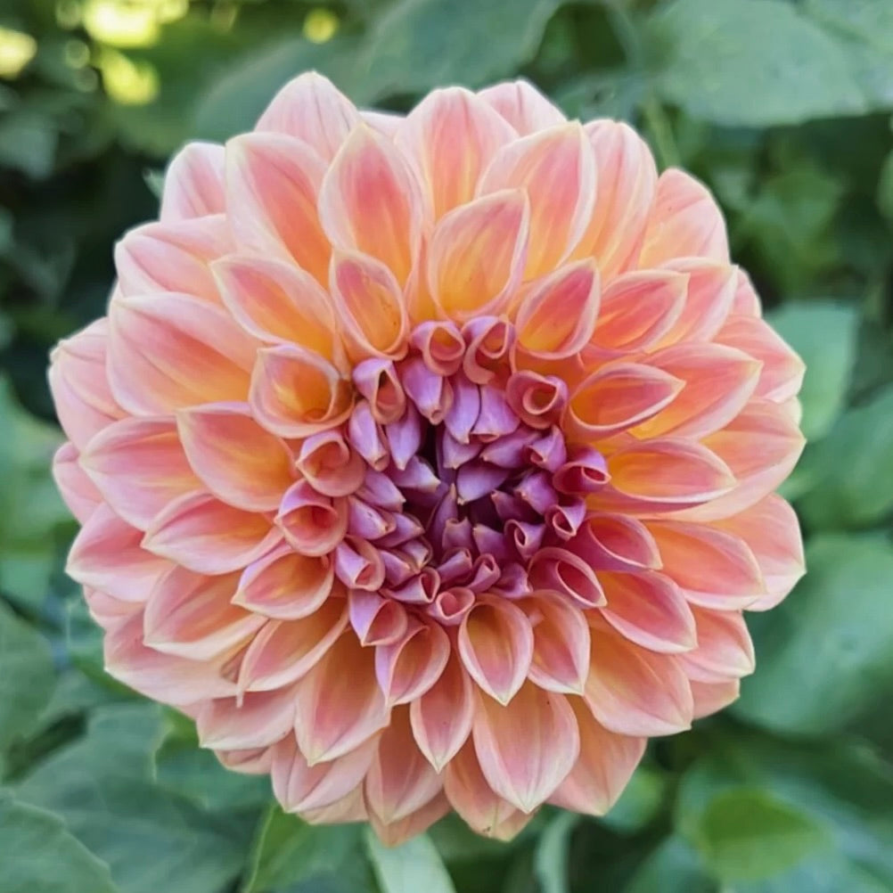 Close-up of a pink dahlia flower with green leaves in the background
