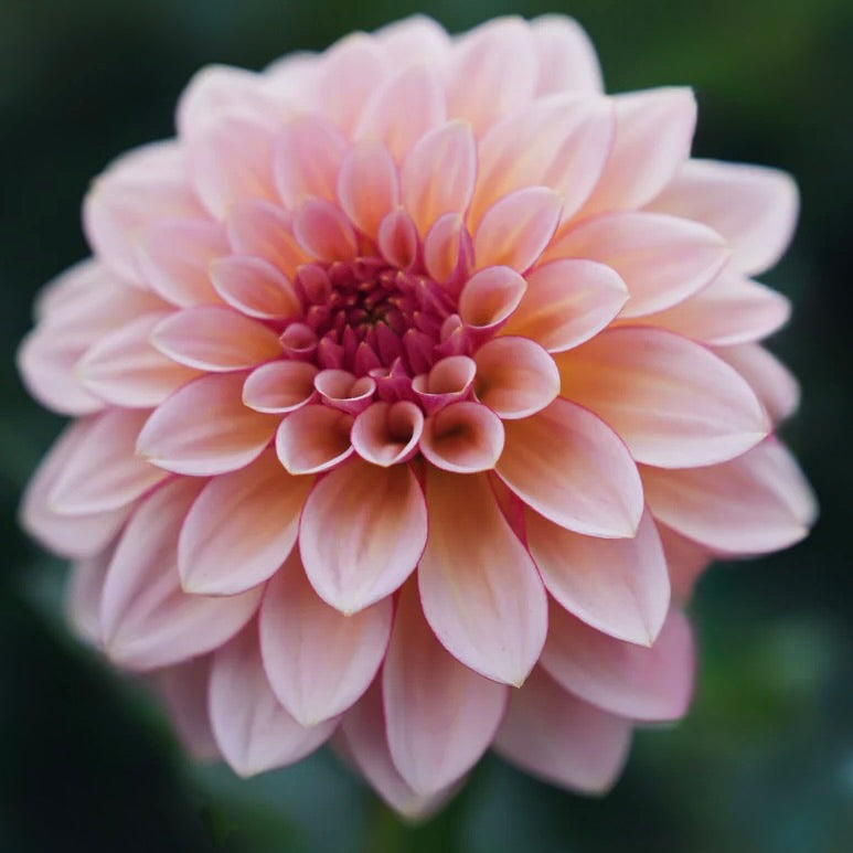 Close-up of a pink flower with a blurred green background