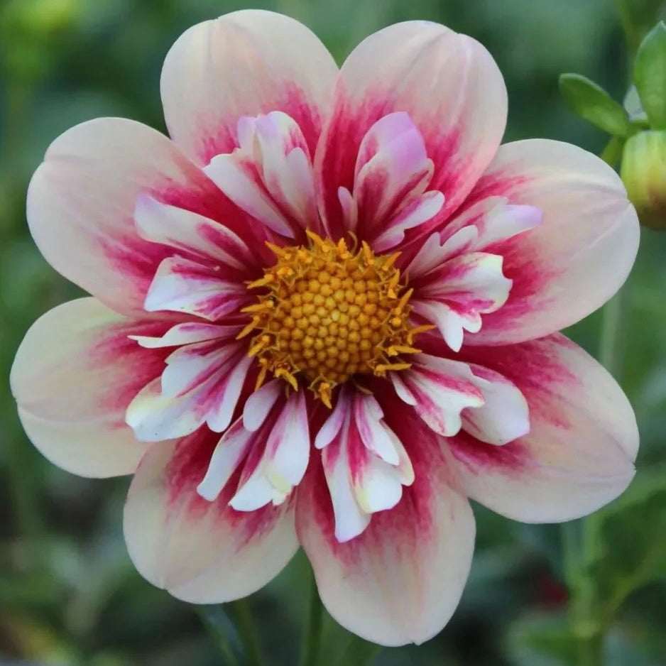 Close-up of a pink and white dahlia flower with a yellow center.