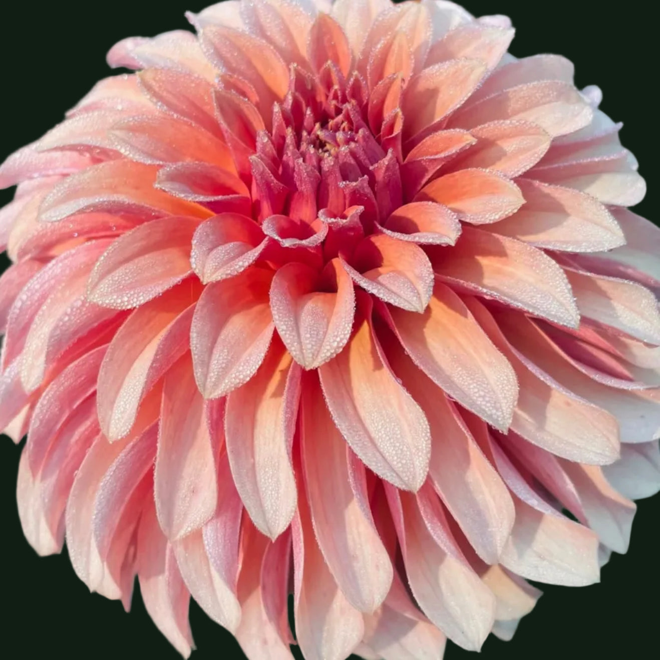 Close-up of a pink dahlia flower with water droplets on its petals.