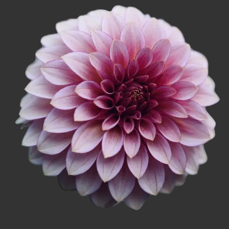 Close-up of a pink flower with a blurred green background
