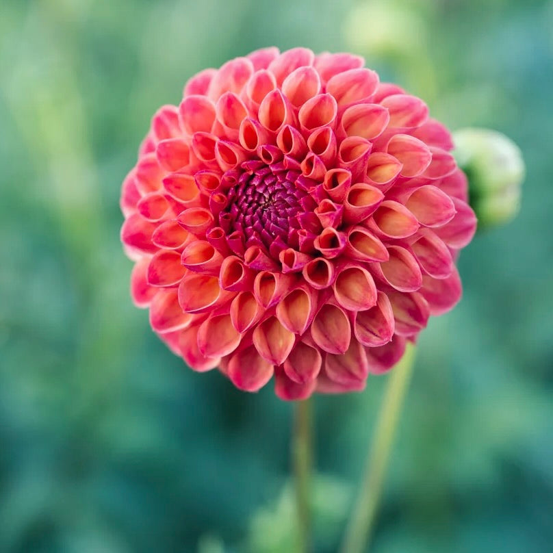 Close-up of a pink flower with a blurred green background