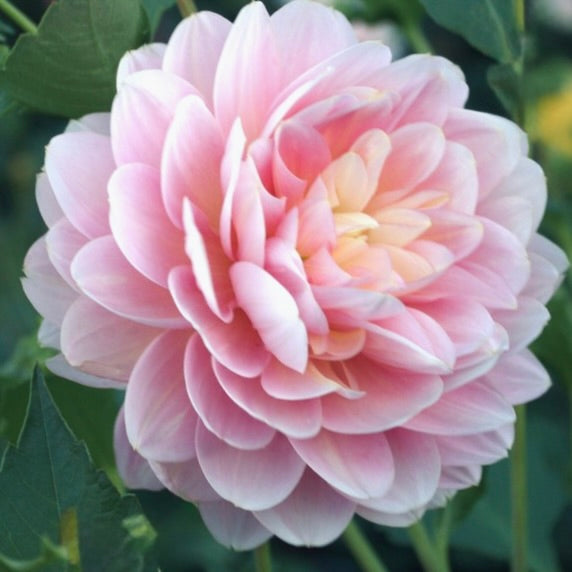 Close-up of a pink flower with green leaves in the background