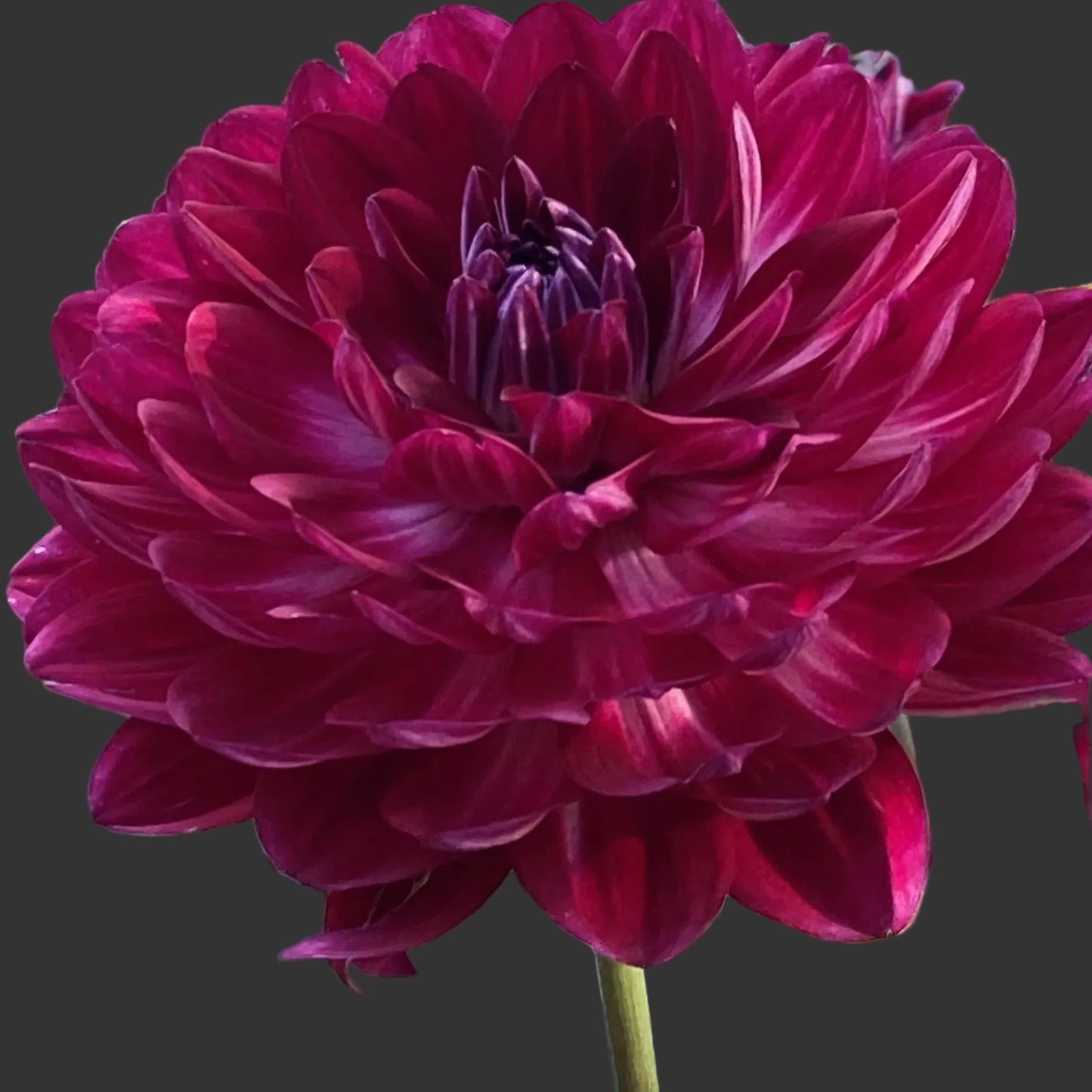 Close-up of a deep purple flower with a blurred green background