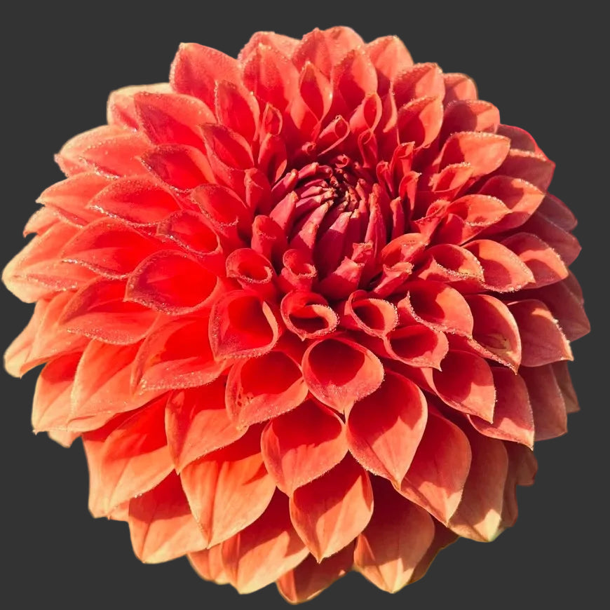 Close-up of a large pink flower with a blurred green background