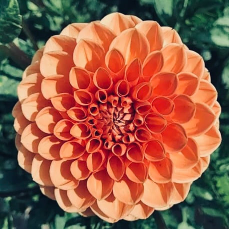 Close-up of a peach-colored flower with a detailed petal structure against a blurred green background.