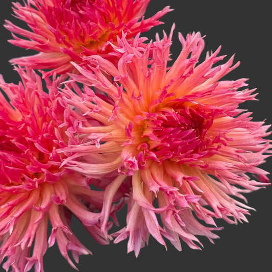 Close-up of a pink flower with a blurred background