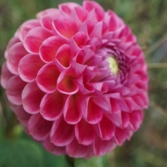 Close-up of a pink flower with a blurred green background