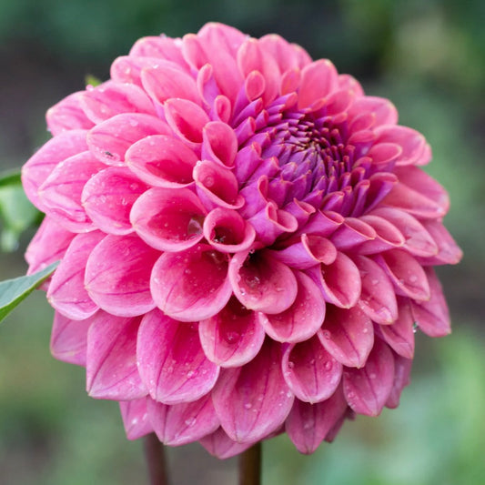 Close-up of a pink flower with water droplets on a blurred green background