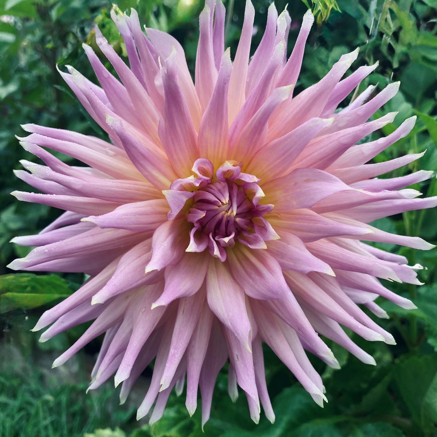 Wyn's Mauve Mist