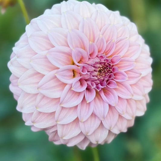 Close-up of a pink dahlia flower with a blurred green background