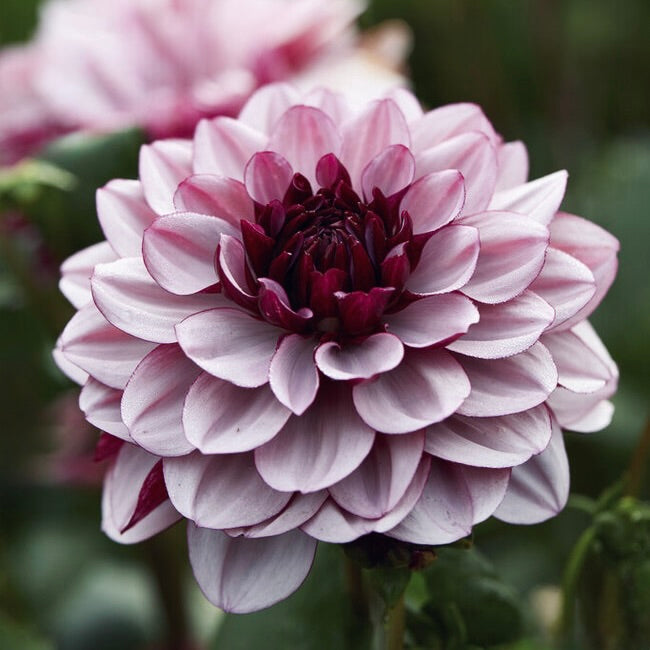 Creme de Cassis