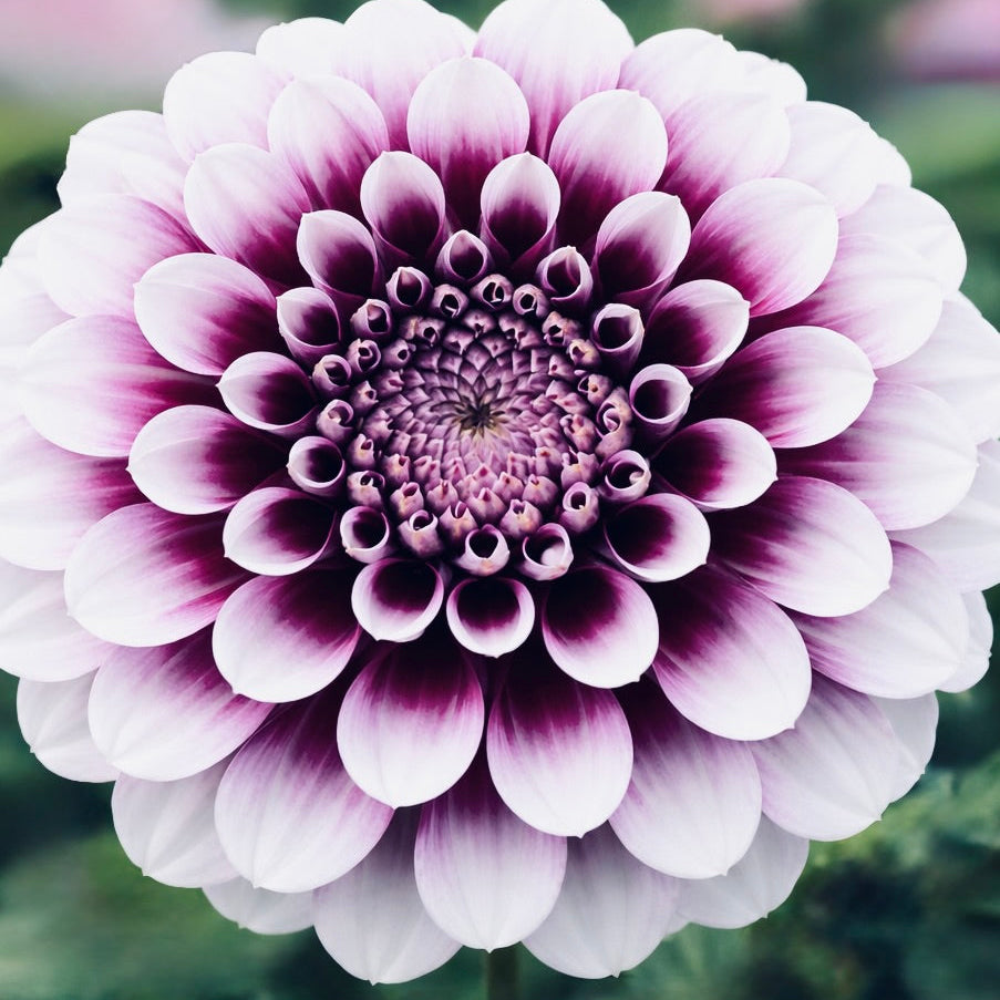 Close-up of a purple and white flower with a blurred green background