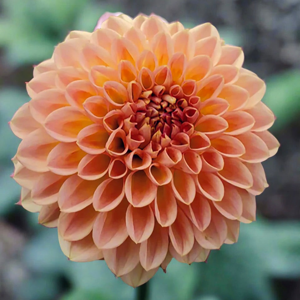 Close-up of a peach-colored dahlia flower with a blurred green background