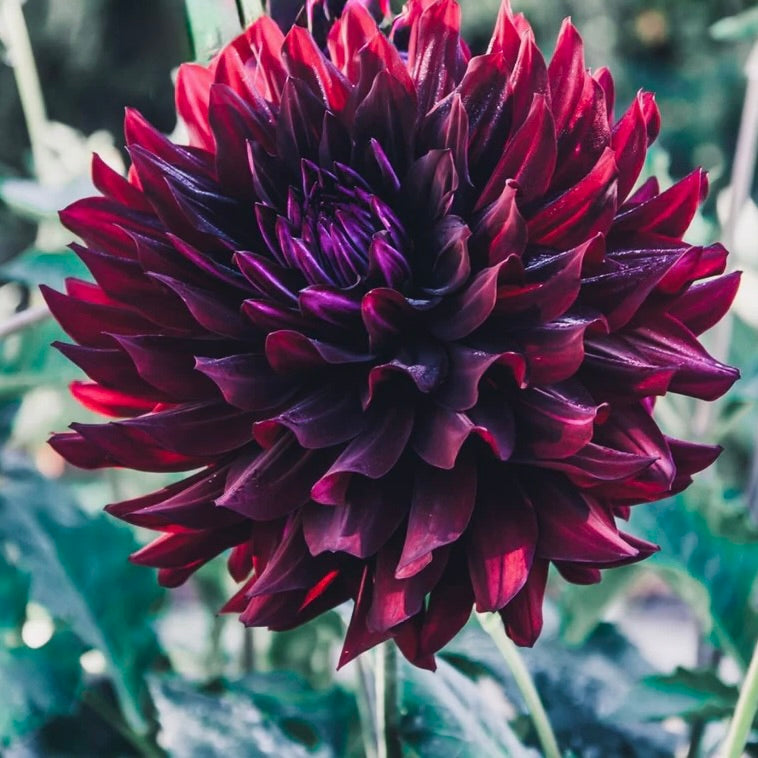 Close-up of a deep purple flower with a blurred green background